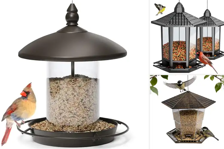 Detailed view of Best Outdoor Bird Feeders
